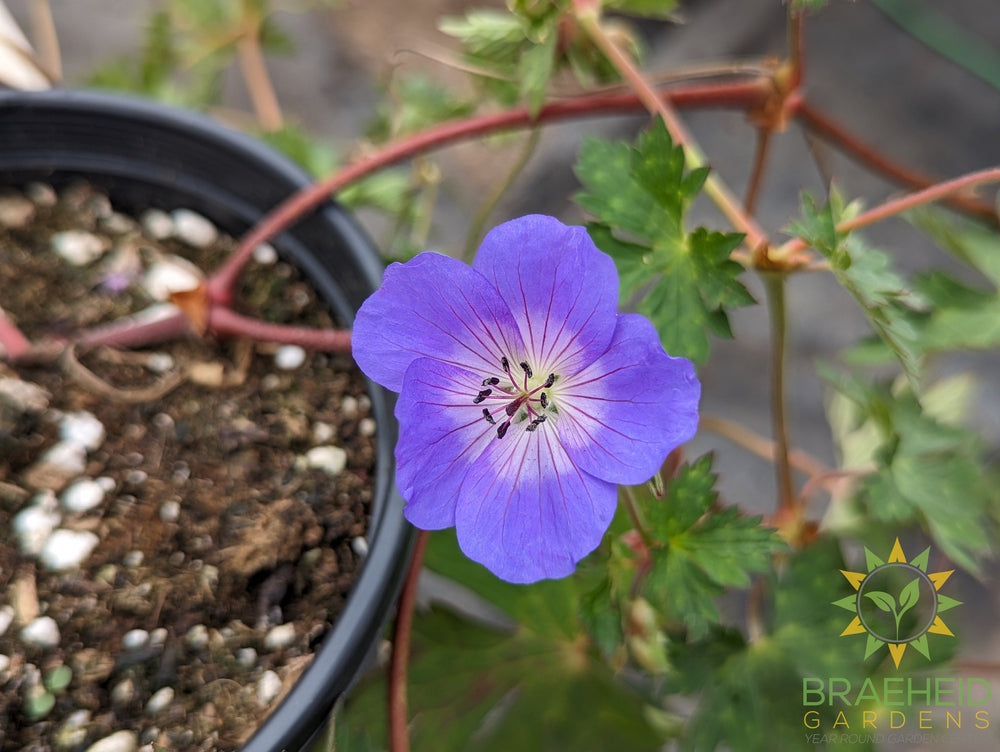 Geranium 'Rozanne'