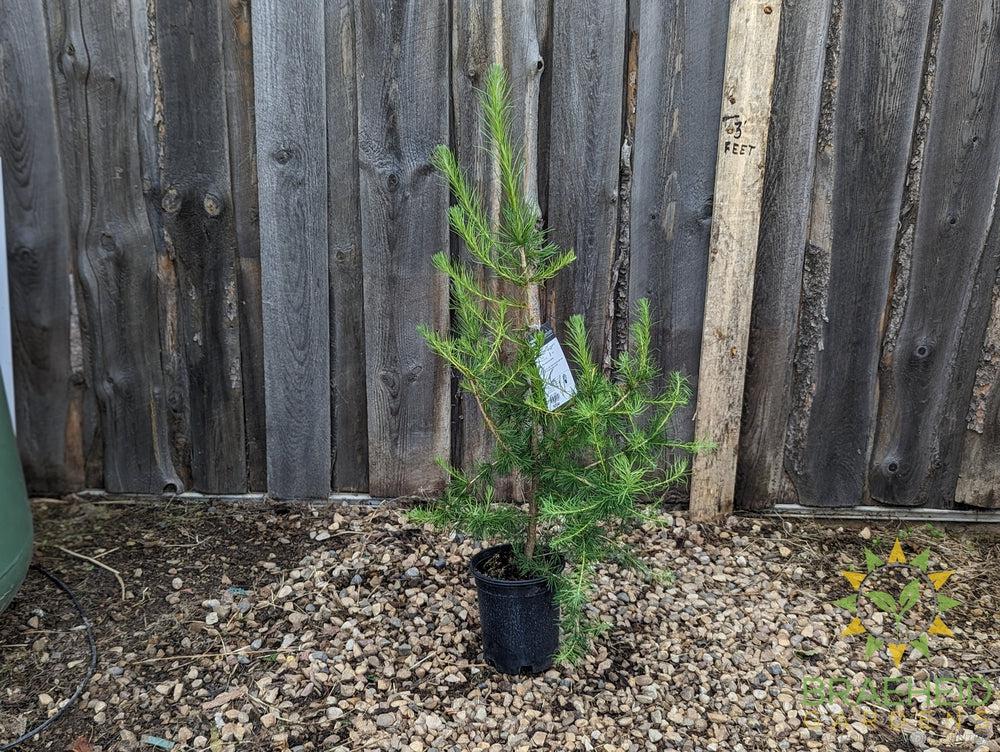 Siberian Larch- Tree for sale, Grown in Grande Prairie -Braeheid Gardens Ltd. on Emerson Trail