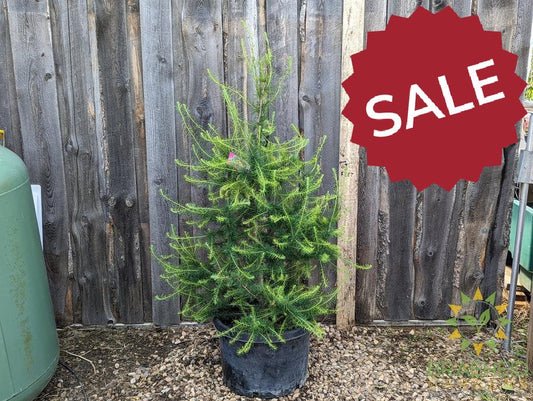Native Larch- Tree for sale, Grown in Grande Prairie -Braeheid Gardens Ltd. on Emerson Trail