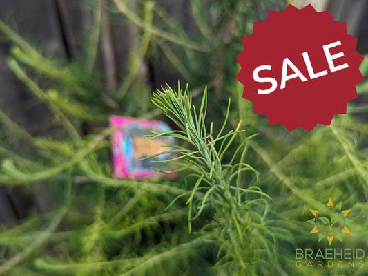 Native Larch- Tree for sale, Grown in Grande Prairie -Braeheid Gardens Ltd. on Emerson Trail