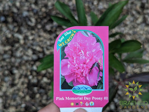 Pink Memorial Day Peony - NO SHIP -