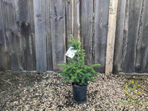 Black Hills Spruce
