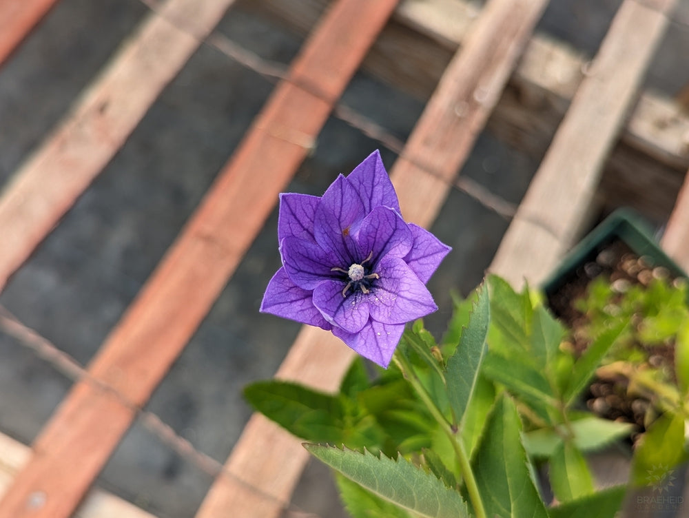 Balloon Flower Double Blue - NO SHIP -