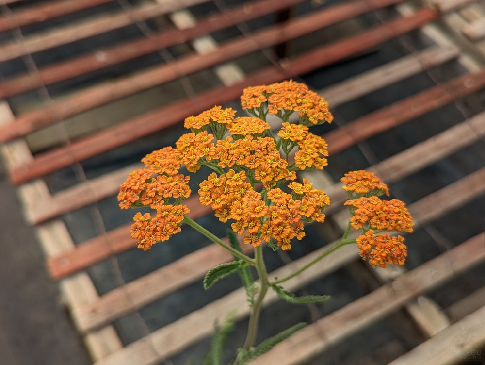 Yarrow Achillea Terracotta - NO SHIP -