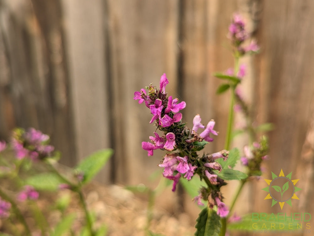 Stachys monieri  Alpine Betony