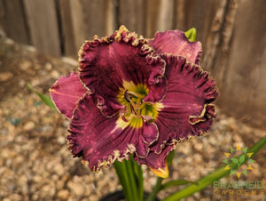 Daylily 'Catcher In The Eye ' - NO SHIP -