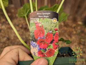 Hollyhock 'Mars Magic' - NO SHIP -