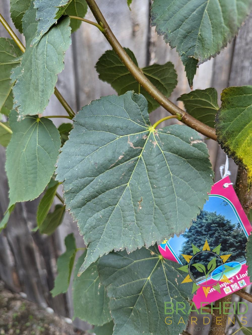 Greenspire® Linden- Tree for sale, Grown in Grande Prairie -Braeheid Gardens Ltd. on Emerson Trail