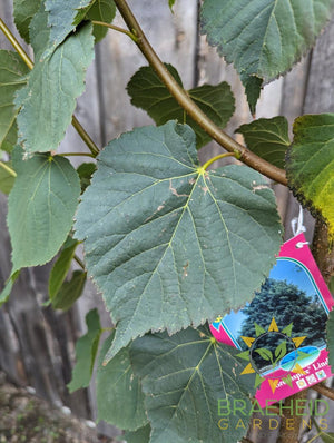 Greenspire® Linden