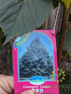 Greenspire® Linden