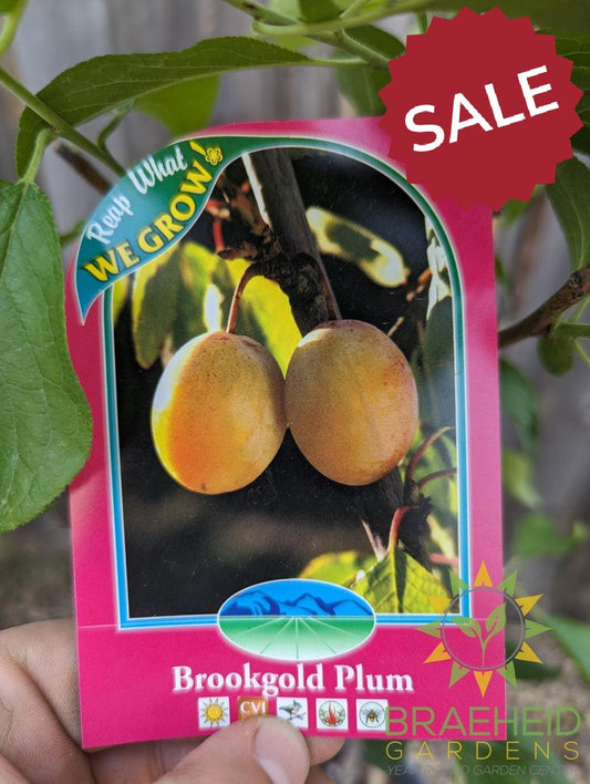 Brookgold Plum- Tree for sale, Grown in Grande Prairie -Braeheid Gardens Ltd. on Emerson Trail