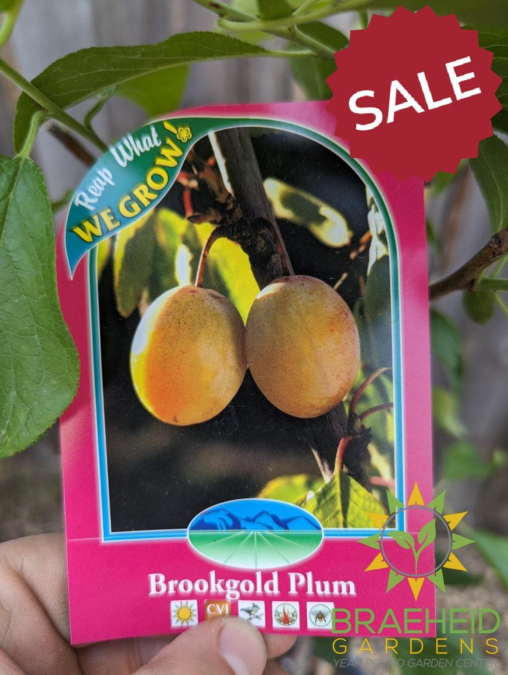 🍓 Auction #2 – From Yard to Table: Cherries, Plums & Berries