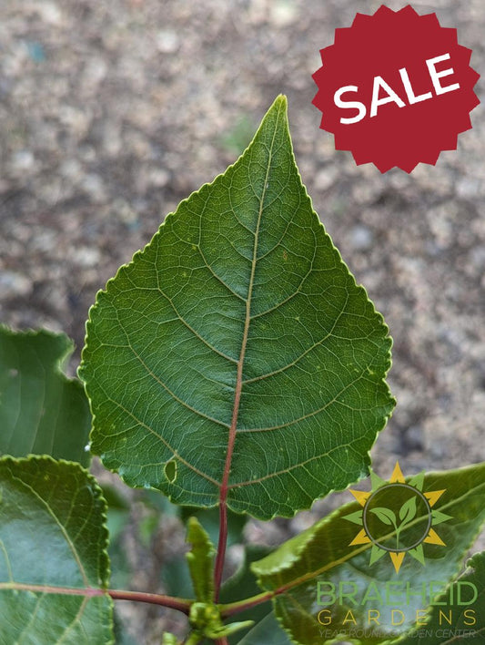 Okanese Poplar- Tree for sale, Grown in Grande Prairie -Braeheid Gardens Ltd. on Emerson Trail