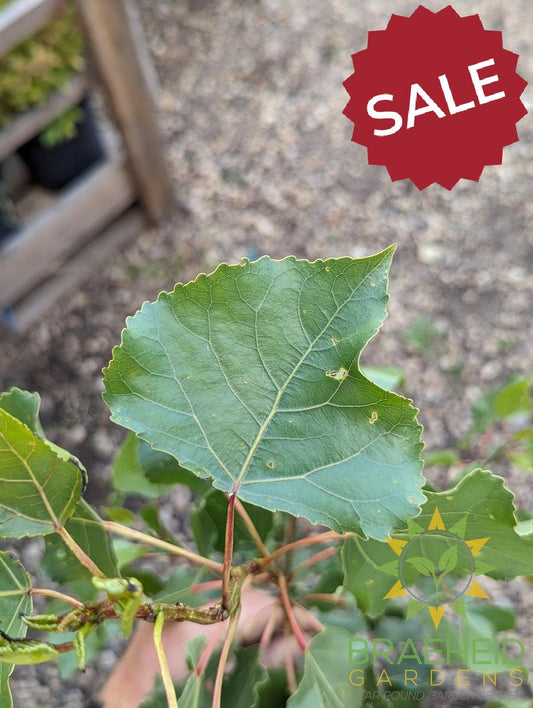 Prairie Sky Poplar- Tree for sale, Grown in Grande Prairie -Braeheid Gardens Ltd. on Emerson Trail