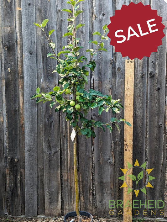 Battleford Apple- Tree for sale, Grown in Grande Prairie -Braeheid Gardens Ltd. on Emerson Trail