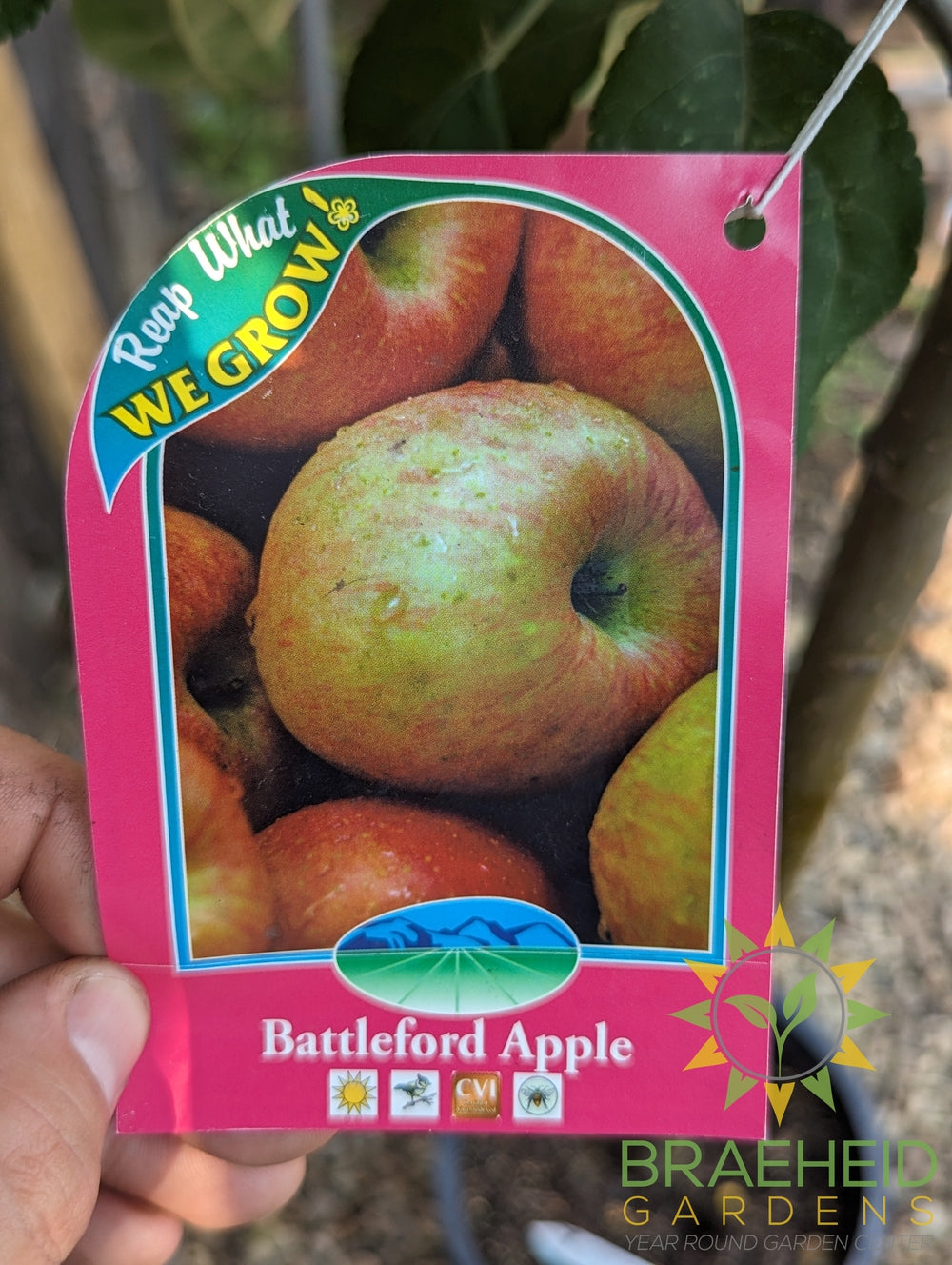 Battleford Apple