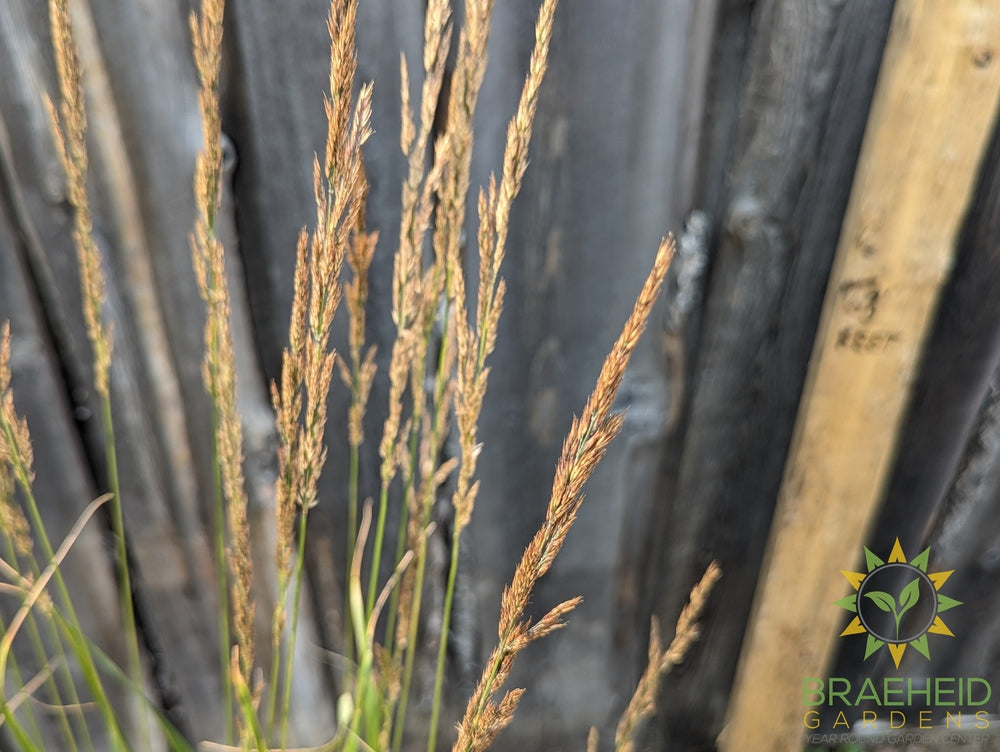karl Foerster's Feather Reed Grass