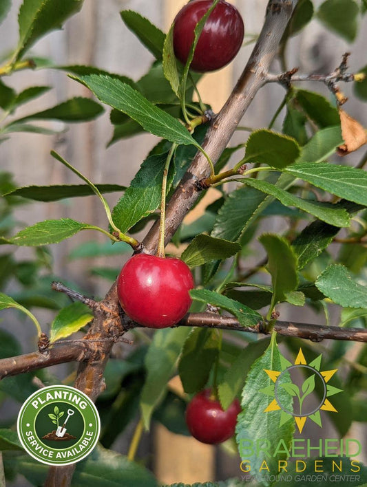 Cupid Cherry Tree