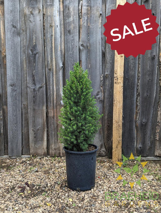 Dwarf Alberta Spruce- Tree for sale, Grown in Grande Prairie -Braeheid Gardens Ltd. on Emerson Trail