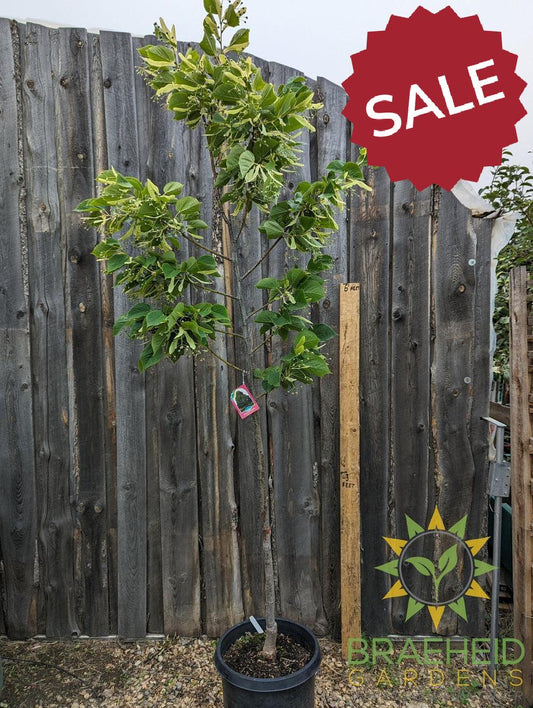 Redmond Linden- Tree for sale, Grown in Grande Prairie -Braeheid Gardens Ltd. on Emerson Trail