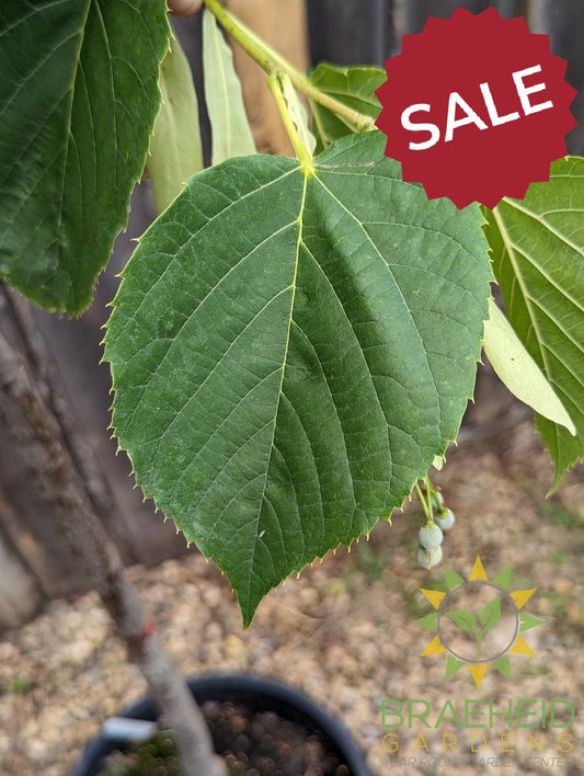 Redmond Linden- Tree for sale, Grown in Grande Prairie -Braeheid Gardens Ltd. on Emerson Trail