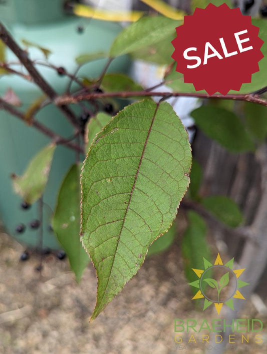 Sweetheart Mayday- Tree for sale, Grown in Grande Prairie -Braeheid Gardens Ltd. on Emerson Trail