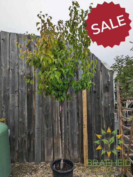 Princess Kay Plum- Tree for sale, Grown in Grande Prairie -Braeheid Gardens Ltd. on Emerson Trail