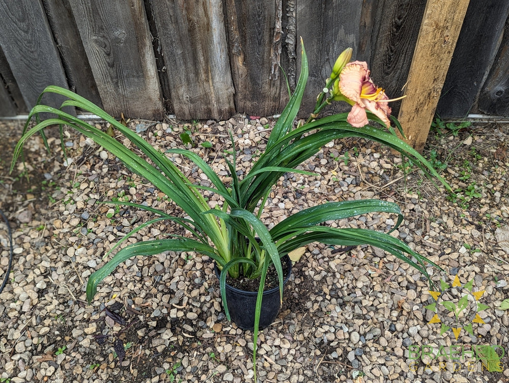 Daylily  Daring Deception - NO SHIP -