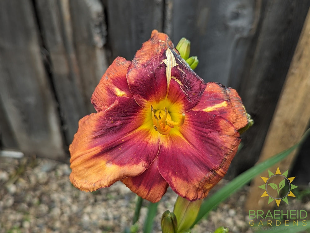 Daylily Frank Smith - NO SHIP -