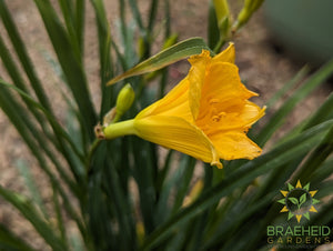 Daylily Stella D'oro Yellow - NO SHIP -