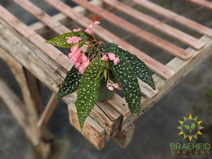 Angel Wing Begonia