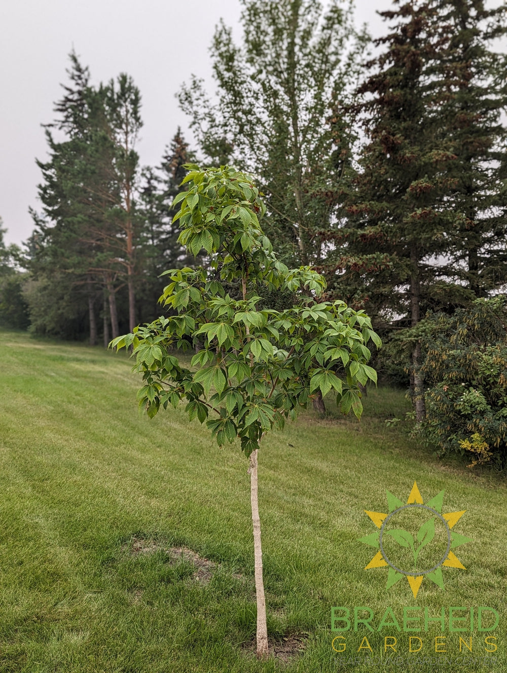Ohio Buckeye