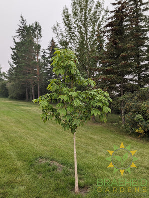 Ohio Buckeye