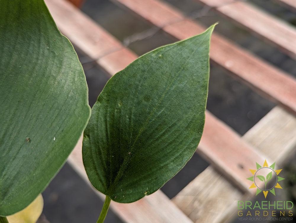 Philodendron Rugosum