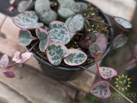 Variegated String of Hearts