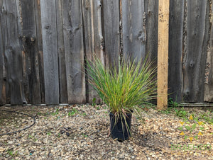 Prairie Blues Grass - NO SHIP -