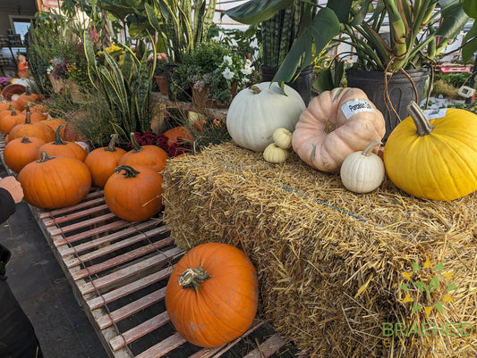 Straw Bale