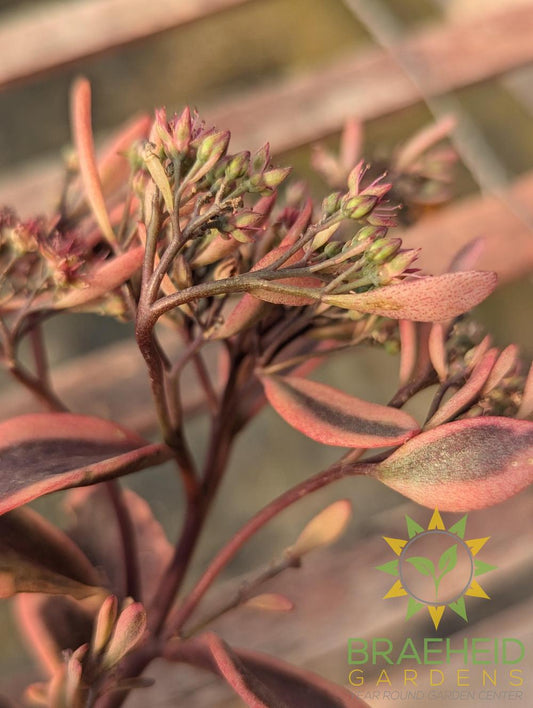 Sedum x Sunsparkler Dazzling Dynamite