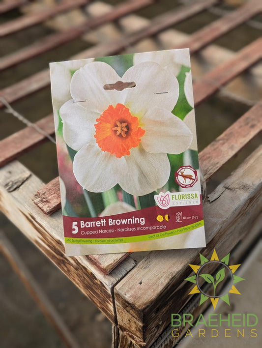 Barret Browning Narcissus Bulb