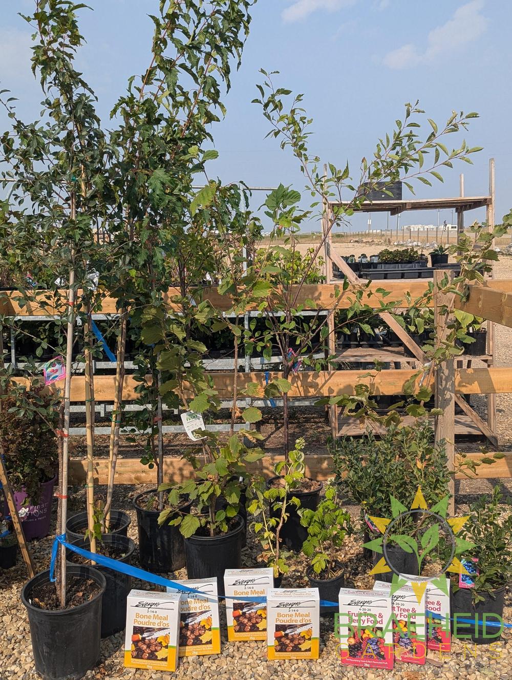 🍓 Auction #2 – From Yard to Table: Cherries, Plums & Berries