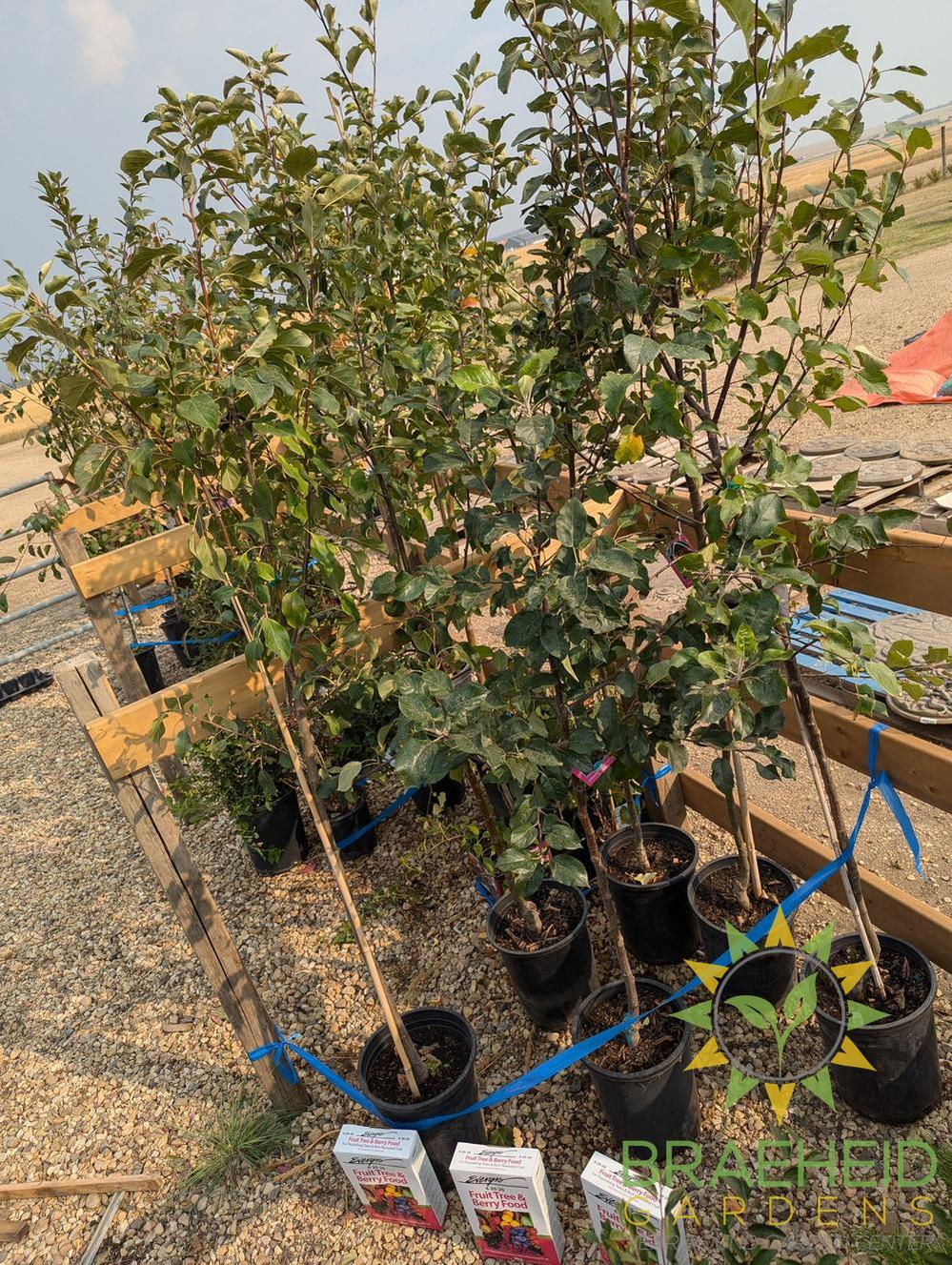 🍎 Auction #8 – Cold-Hardy Apple Tree Collection (Zone 2–3)