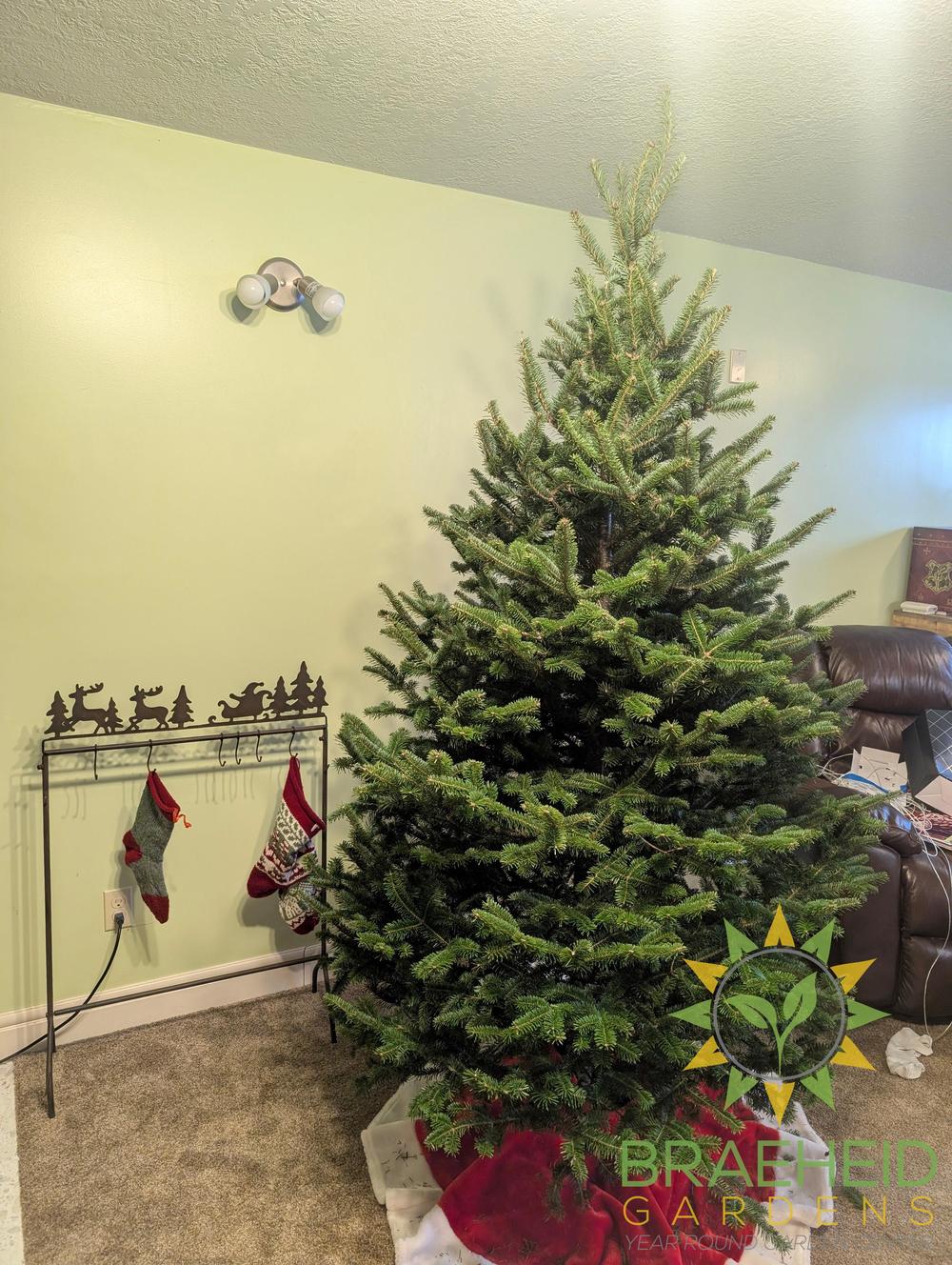 Premium Canadian Balsam Fir Christmas Trees