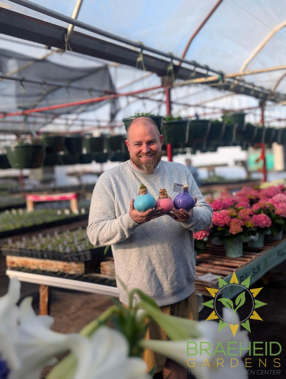 Easter Amaryllis Bulb - White