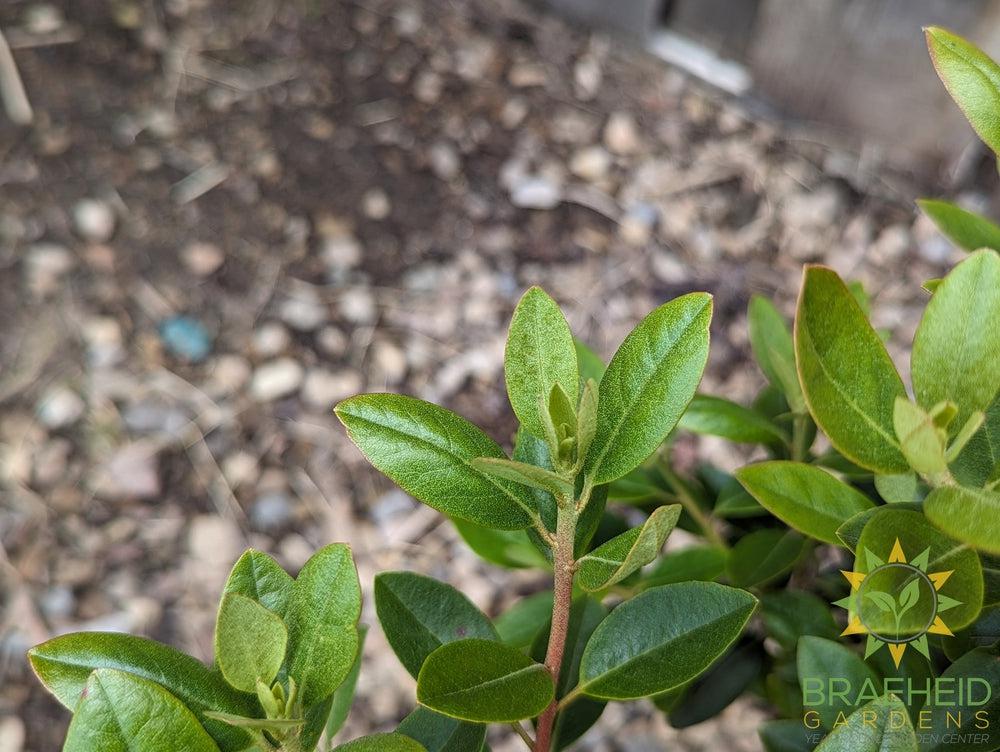 P.J.M. Elite Rhododendron