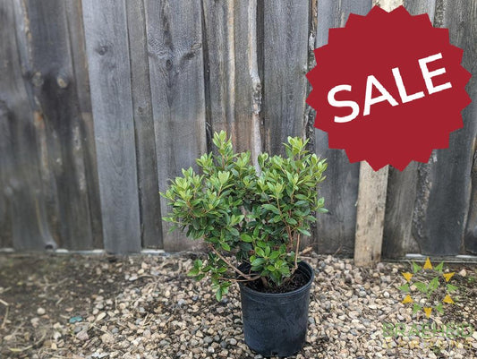 P.J.M. Elite Rhododendron