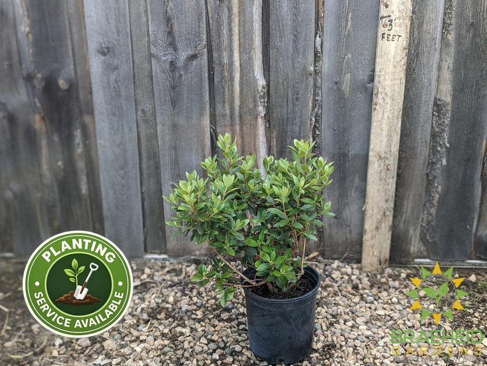 P.J.M. Elite Rhododendron