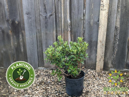 P.J.M. Elite Rhododendron