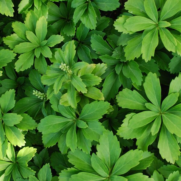 Japanese Spurge