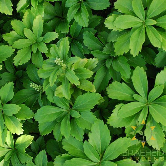 Japanese Spurge