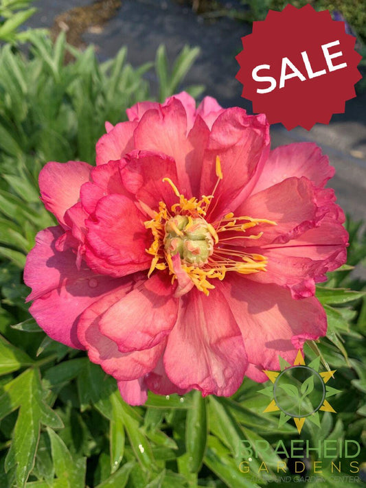 Itoh Peony 'Pink Ardour' -NO SHIP -